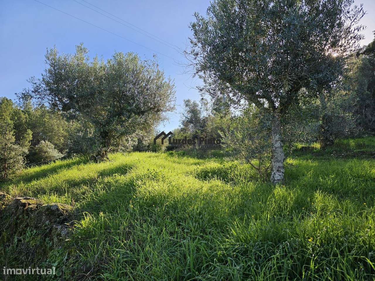 Quinta com grande olival - Grande imagem: 2/16