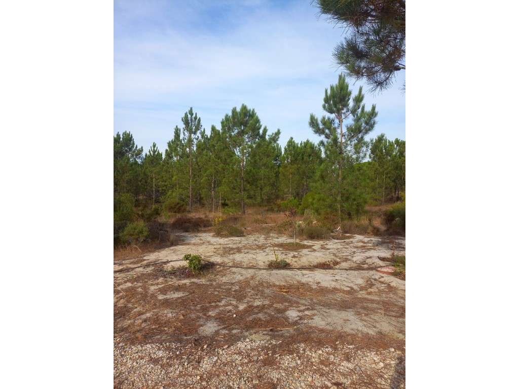 Terreno - Freguesia da Comporta-3