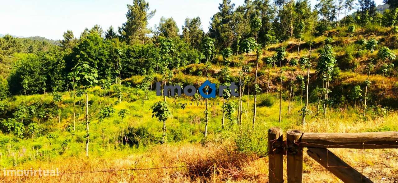 Terreno com nascente de Água!-11