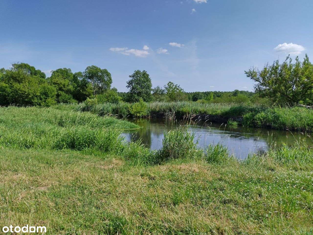 Działka Brodnica cisza spokój, sosnowy las, blisko-3