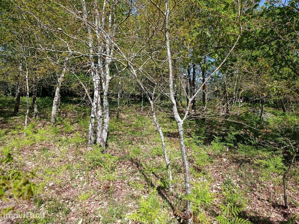 Terreno para construção - Grande imagem: 3/13