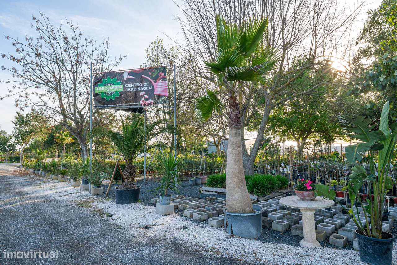 Trespasse de Centro de Jardinagem – Negócio Completo e Equipado - Beja-17
