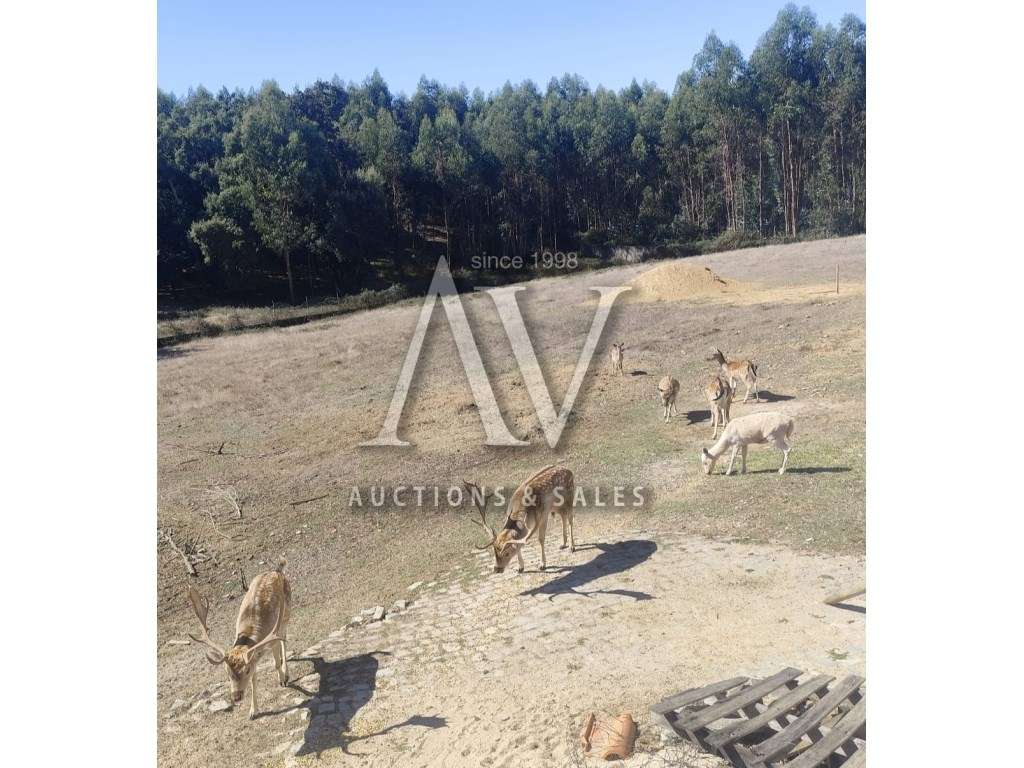 Quinta com 3,14 Hectares e Piscina | Ferreira do Zêzere-53