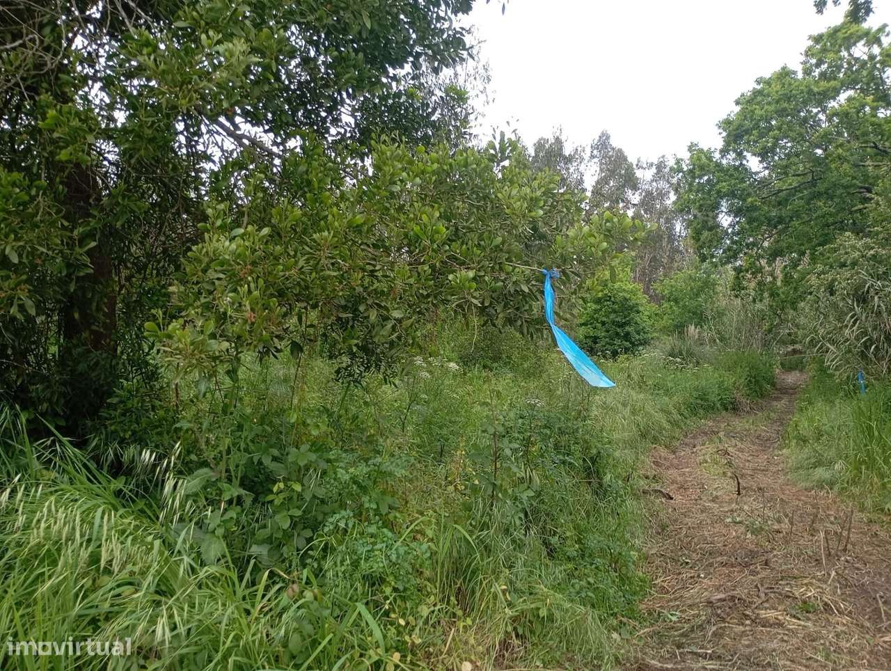 Terreno  com moinho, na rota dos mionhos em Ouca – Vagos - Grande imagem: 4/12