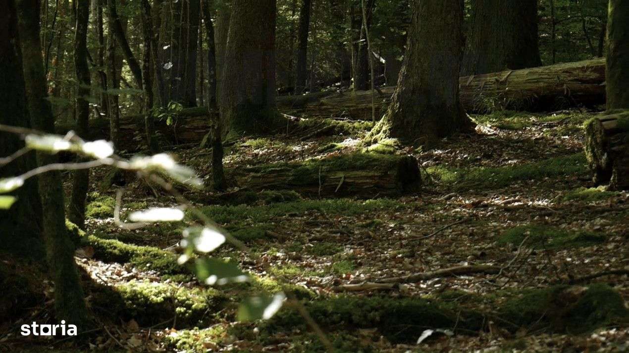 Teren la liziera padurii Piscul Leurzii, rate fara dobanda-6