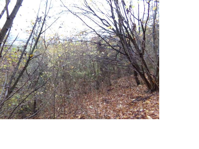 Udział 1/2 - działka o pow. 0,5600 ha Jaźwiska gm. Gniew pow. tczewski - Pełny obrazek: 4/5