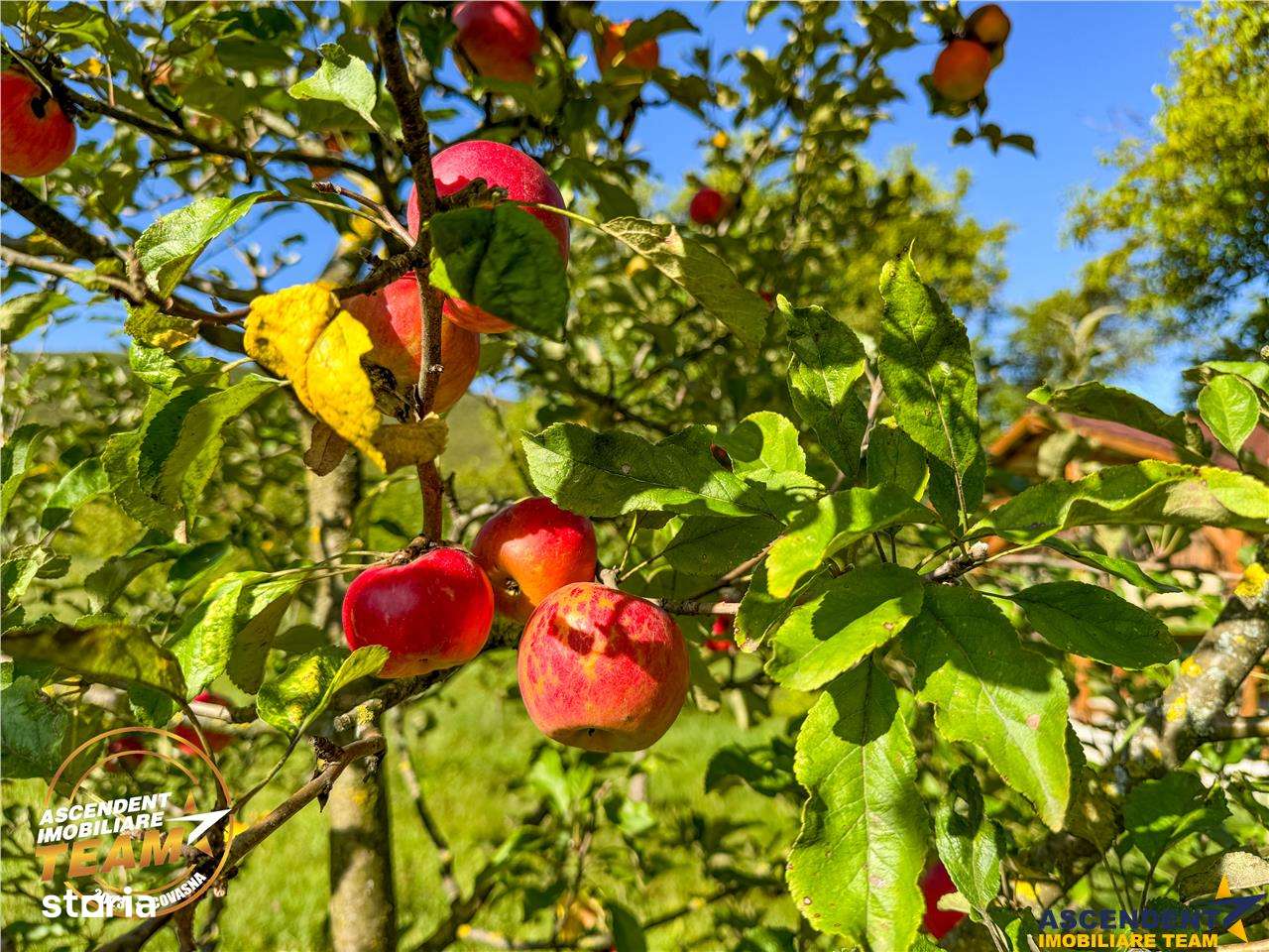 FILM! Proprietate traditionala,de poveste,cu 3.000 mp teren intravilan - Imagine principală: 3/19