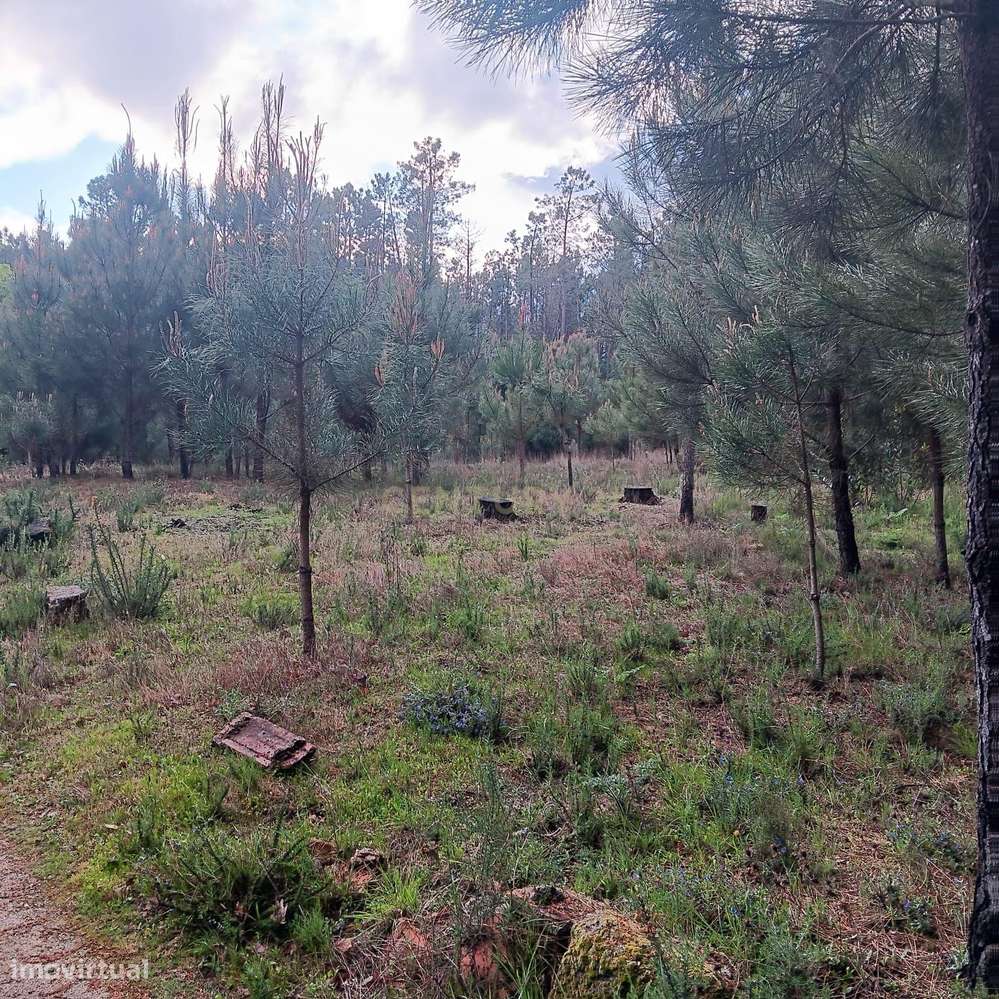 Pinhal à venda em ranhados, Viseu - Grande imagem: 2/6