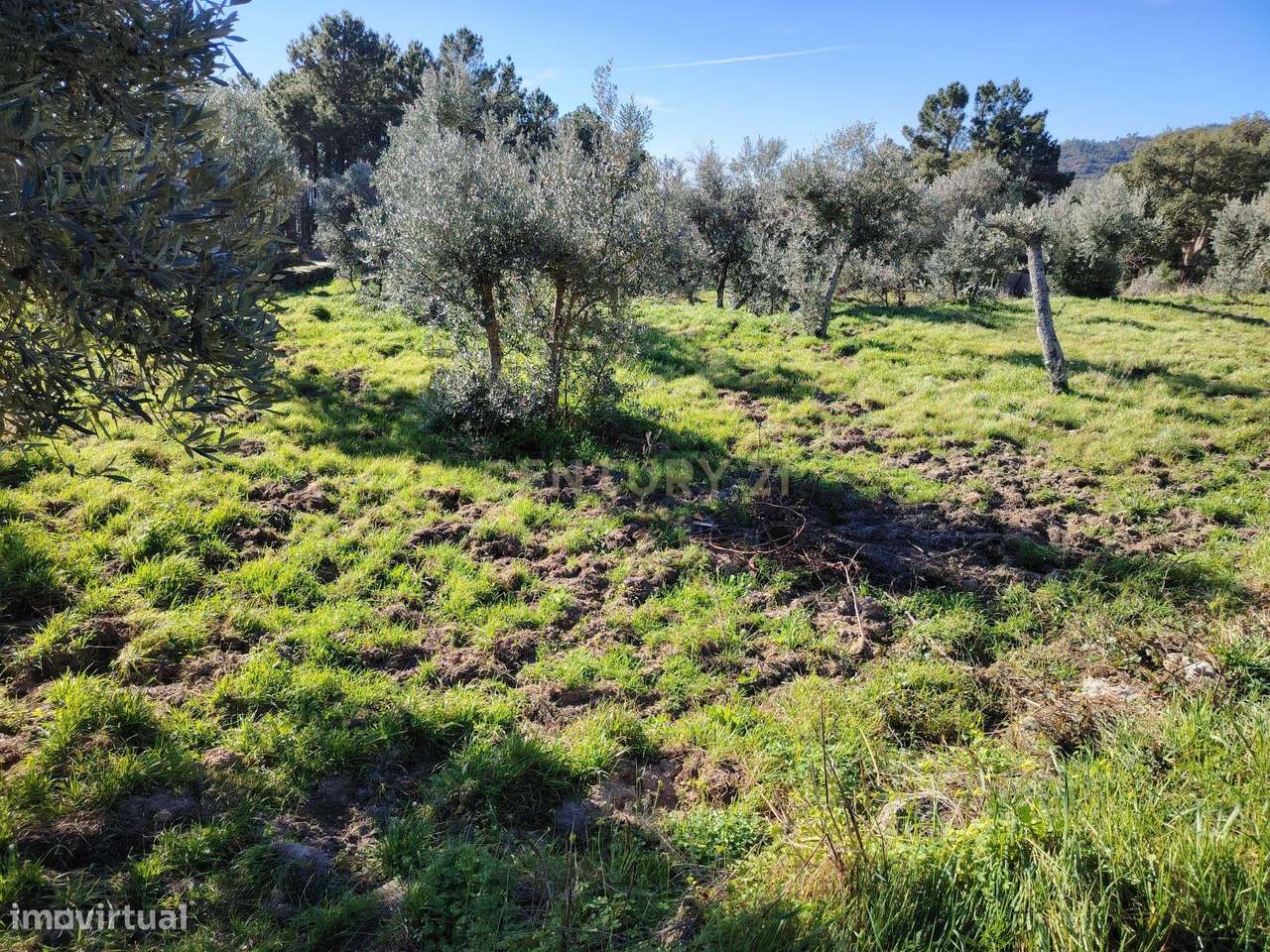 Terreno rústico, Louriçal do Campo, Castelo Branco - Grande imagem: 3/9