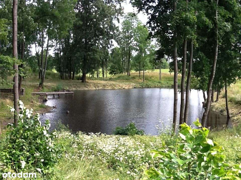 Atrakcyjna nieruchomość 4,60 ha przy dr. kraj. 59, WZ, - Pełny obrazek: 4/9