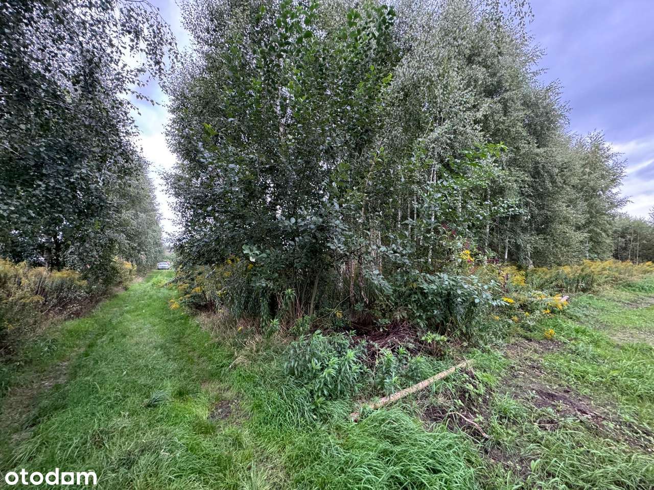 Dachowa | Dwie działki budowlane, łacznie  1552 m² z MPZP-19