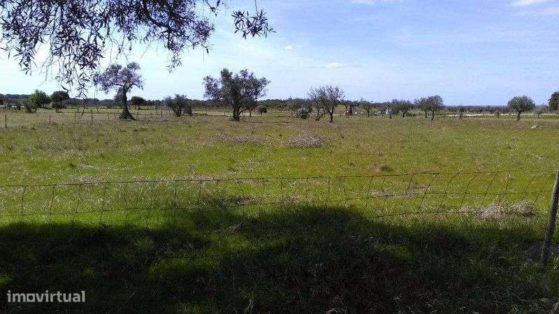Quintinha com 0,6 Hectare - Grande imagem: 5/6