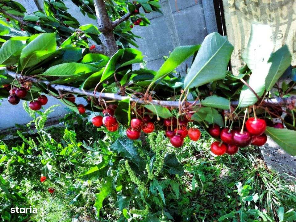 Cumpana | Spațiu și curte generoasă! | Casa familiei tale!-0