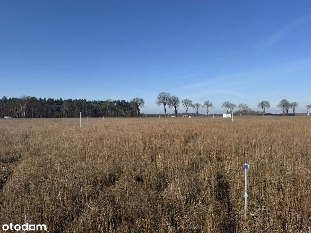 Ustawne działki - MPZP - Głogusz - Pełny obrazek: 4/6