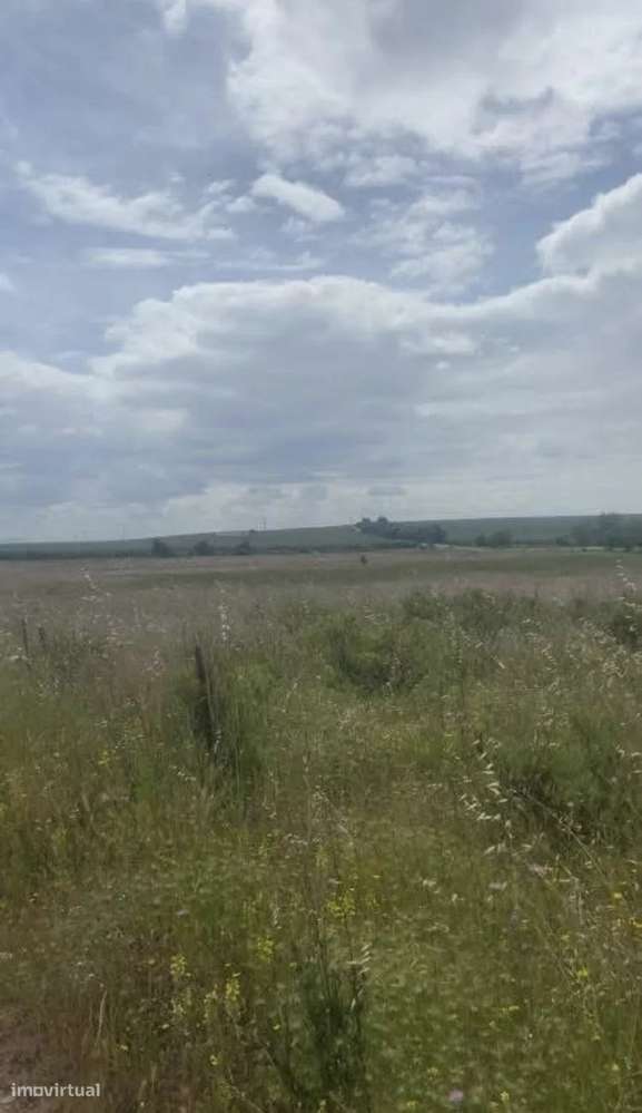 Terreno agrícola junto a Baleizão (IP8) no sentido Baleizão–Serpa - Grande imagem: 5/10