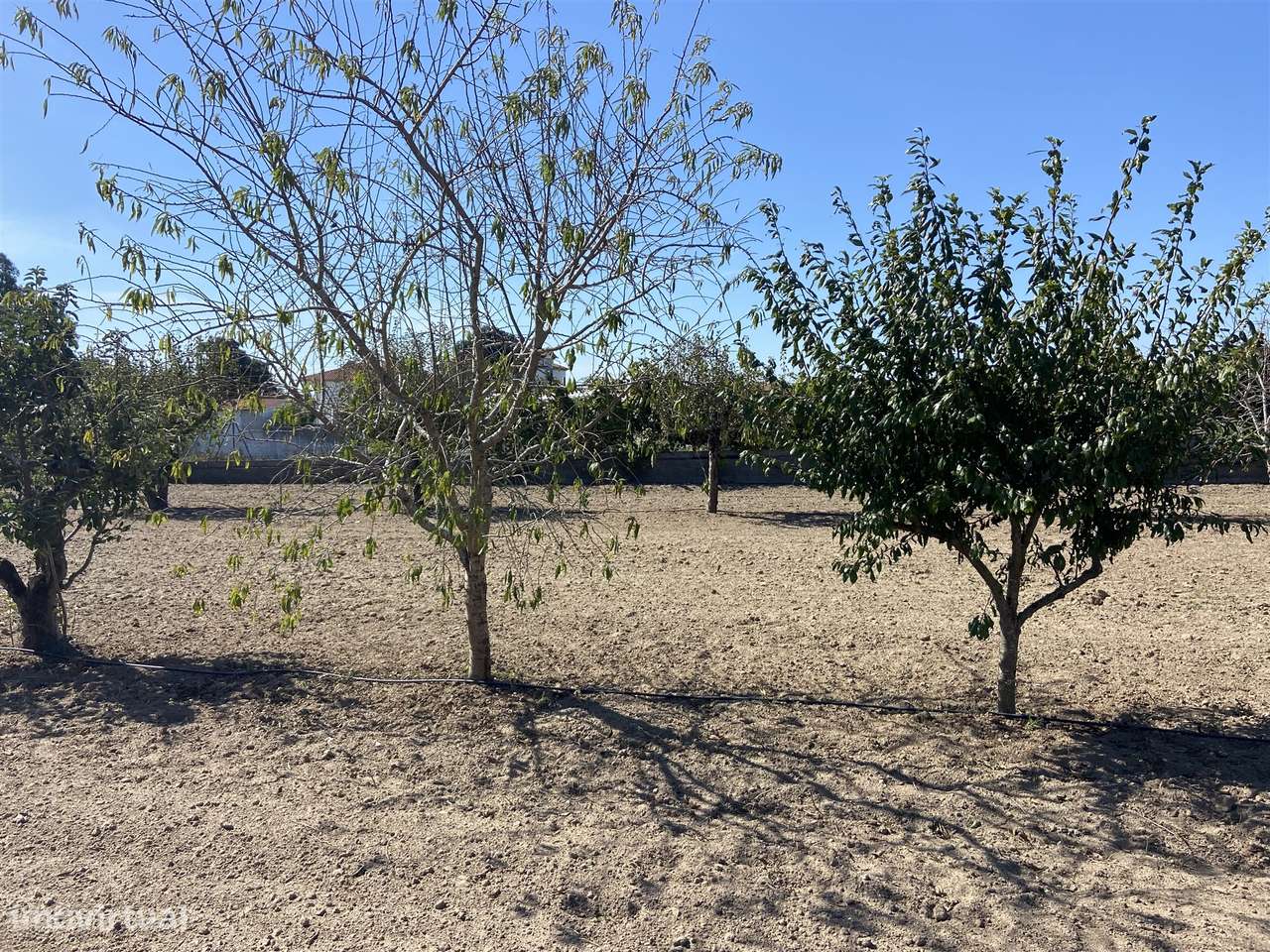 Terreno / Riba D´Aves / Ortigosa / Leiria - Grande imagem: 4/4