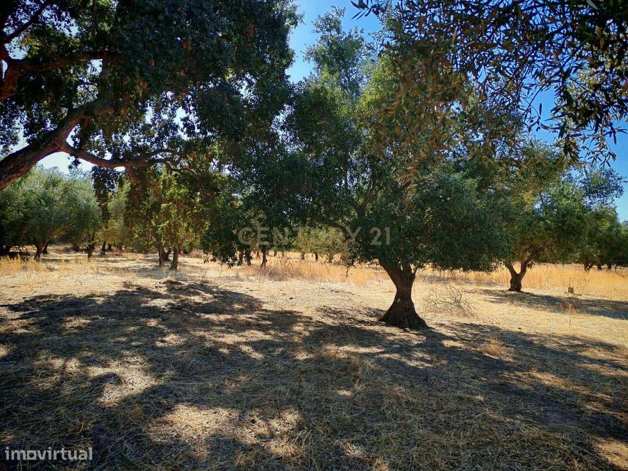 Terreno Rústico com 5.000 m2 - Quinta do Anjo, Palmela - Grande imagem: 5/12