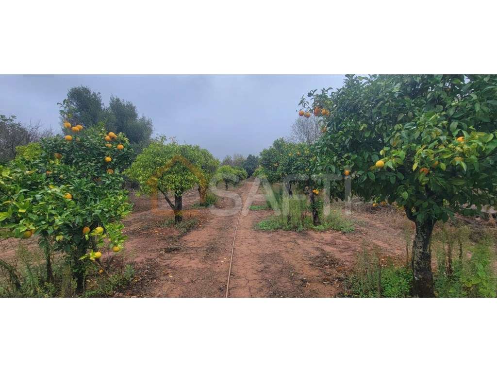 Terreno misto em Boliqueime, Loulé, a 6 kms da Praia da Falésia - Grande imagem: 3/7