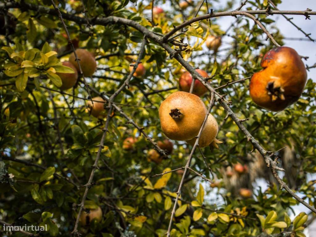 ** Fantástico Monte Alentejano com 50.000m2 Próximo a Maravilhosa C...-13