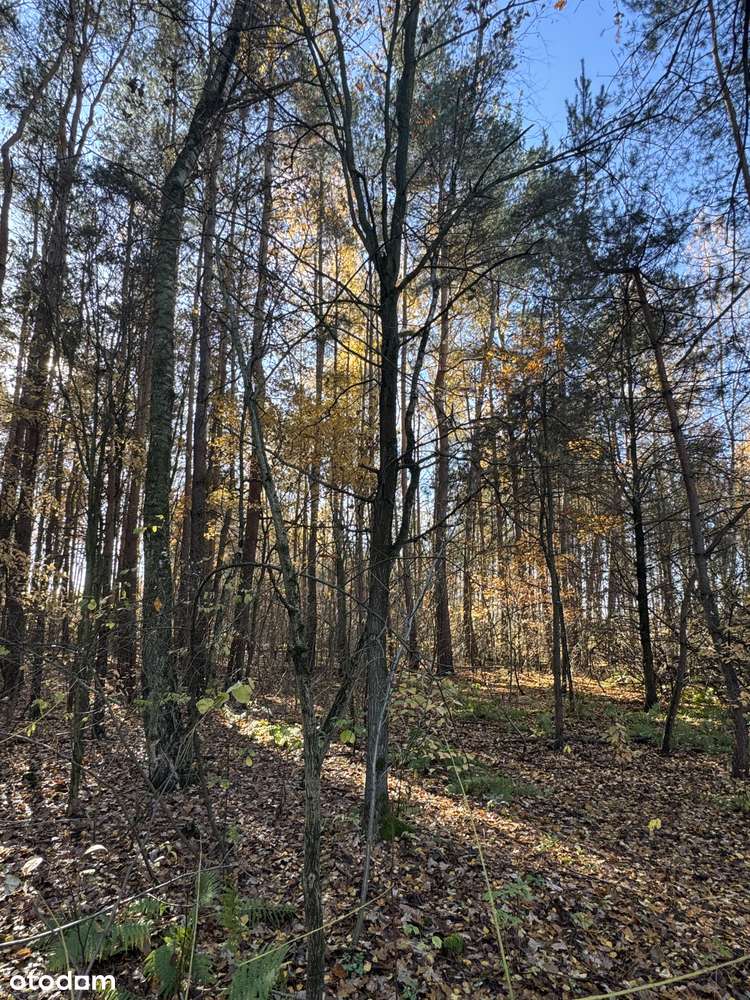 Działka w okazyjnej cenie. Bieniewiec Żabia Wola-2