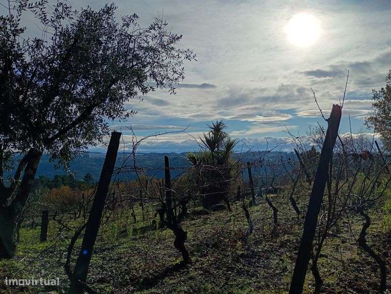 Terreno com vinha, oliveiras e mata. - Grande imagem: 4/12