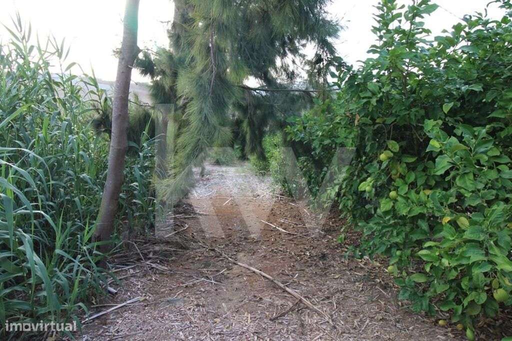 Terreno c/ 11.750 m2 de Pomar de Limões na Encarnação - Grande imagem: 5/15