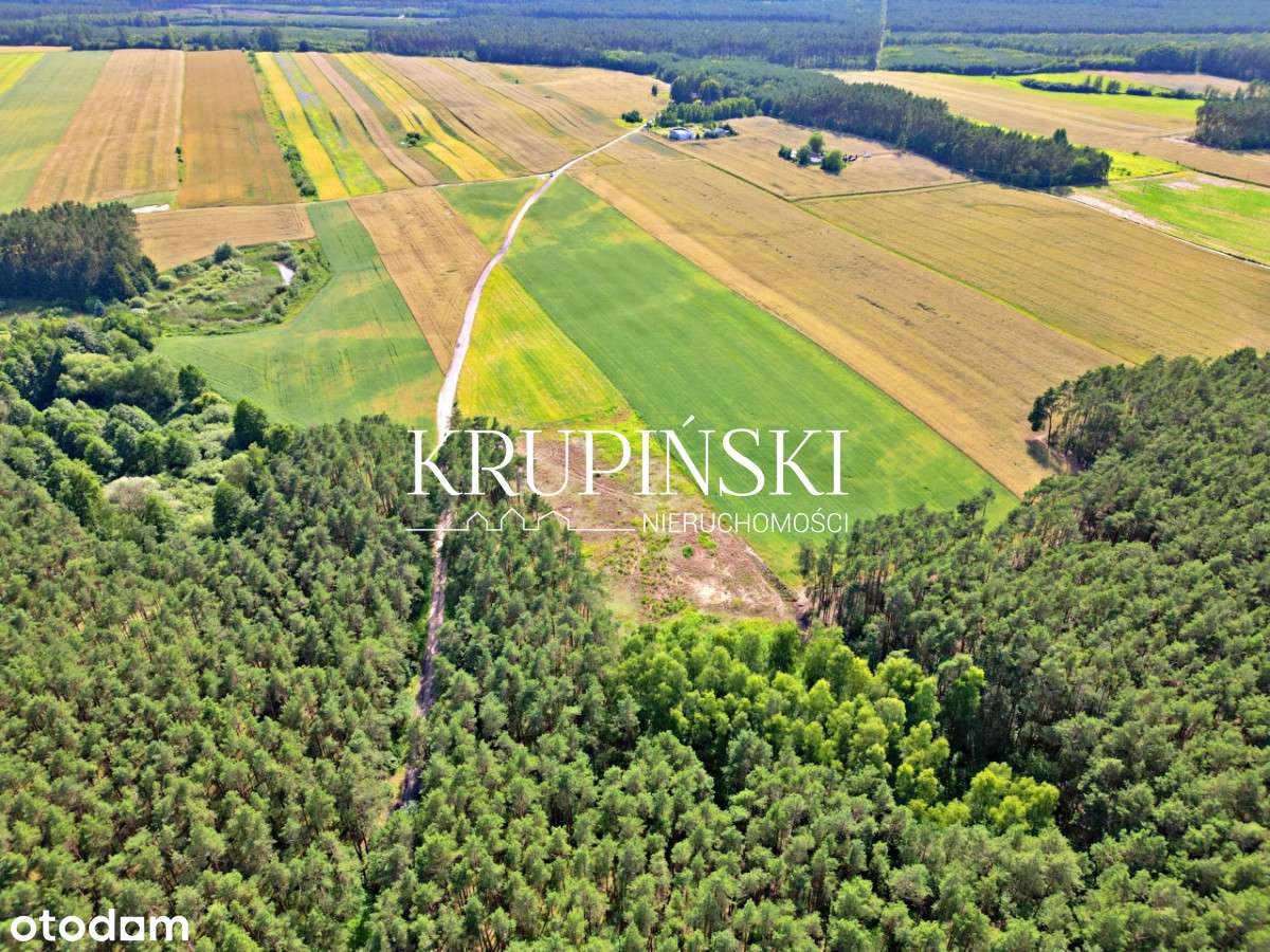 Dobrzejewice działki pod lasem! - Pełny obrazek: 1/17