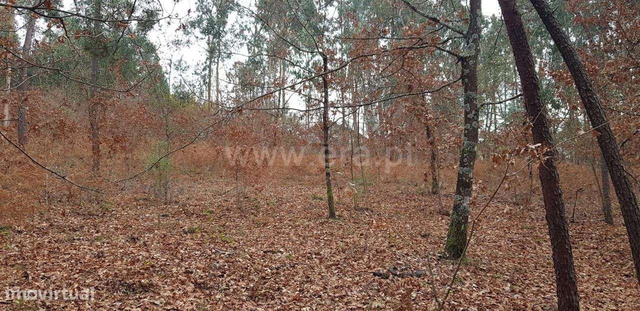 Terreno rústico com 4.504 m2 em Serafão - Grande imagem: 5/20