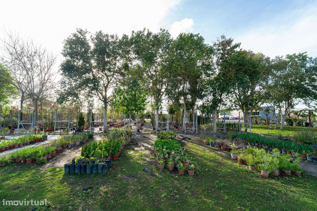 Trespasse de Centro de Jardinagem – Negócio Completo e Equipado - Beja - Grande imagem: 5/27