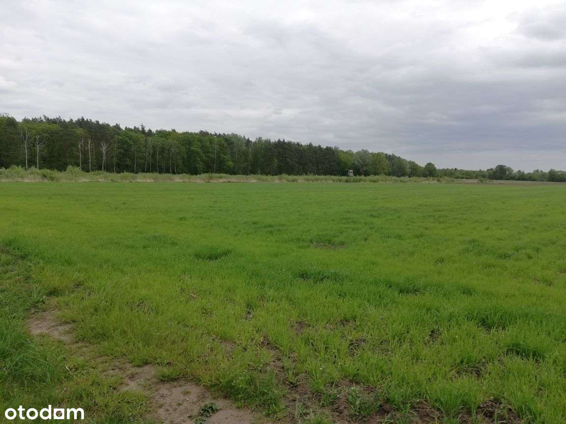 Rola na sprzedaż-10