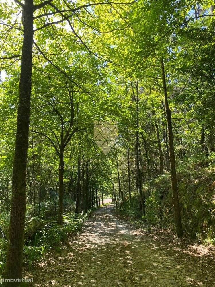 Quinta de Paço de Sousa – Tradição, Natureza e Potencial em Harmo-31