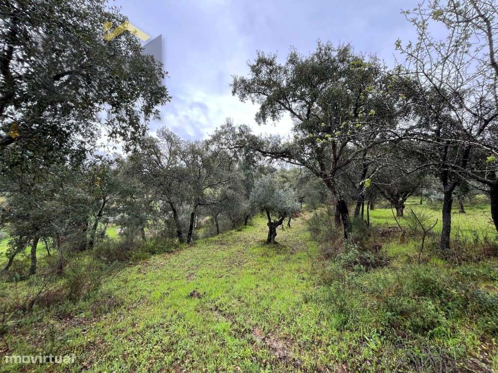 Terreno rústico com 10.800m2 para venda em Juncal do Campo! - Grande imagem: 5/18