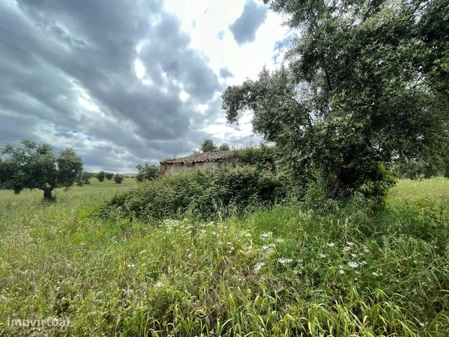 Terreno/Olival  de 11.700 m2 , com Casa para recuperar,  Olival tradic-14