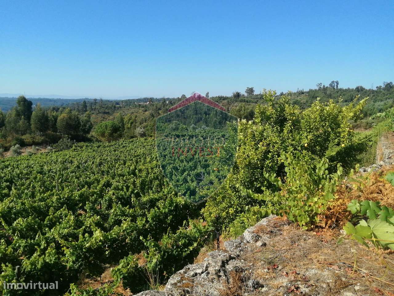 Quinta  Venda em Silgueiros,Viseu - Grande imagem: 5/24