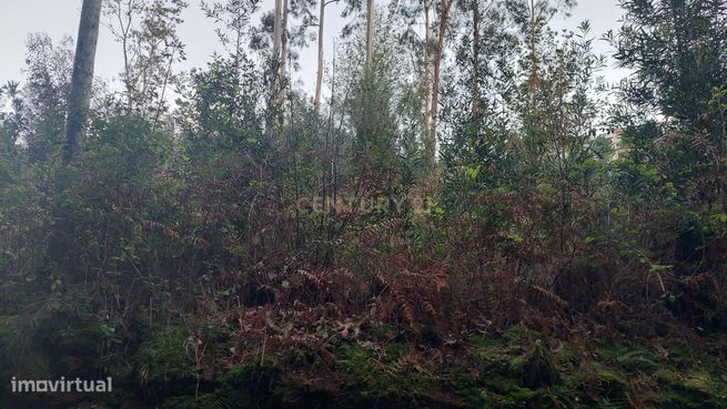 Terreno Rustico em Crestuma, Vila Nova de Gaia-4