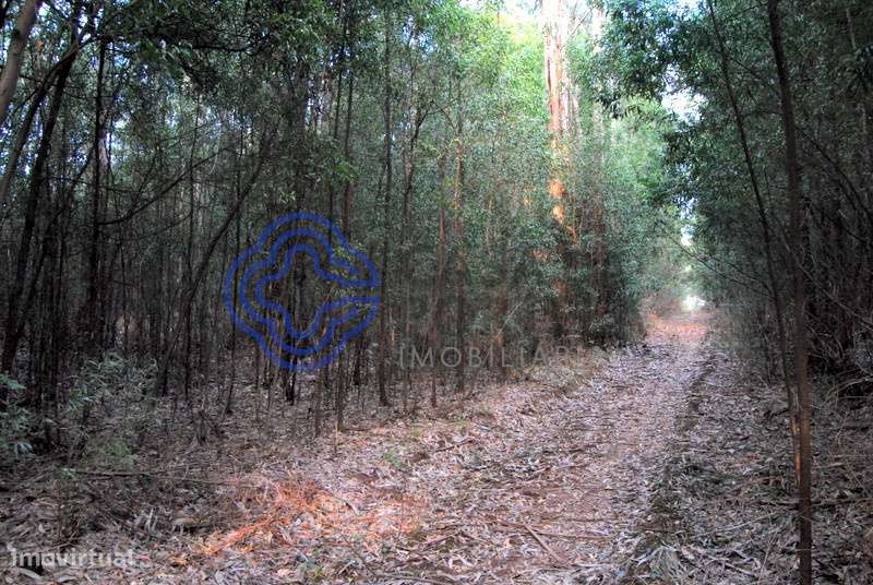 Terreno plano com 16.000m2 parcelados para construção de moradias em S - Grande imagem: 4/18