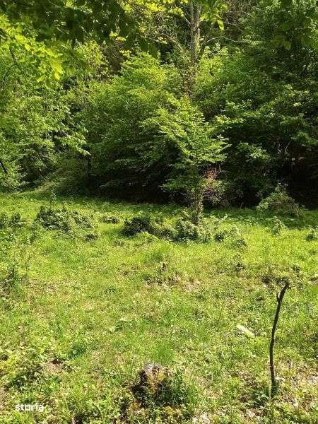 Proprietar - VAND teren Crivaia - Imagine principală: 4/7