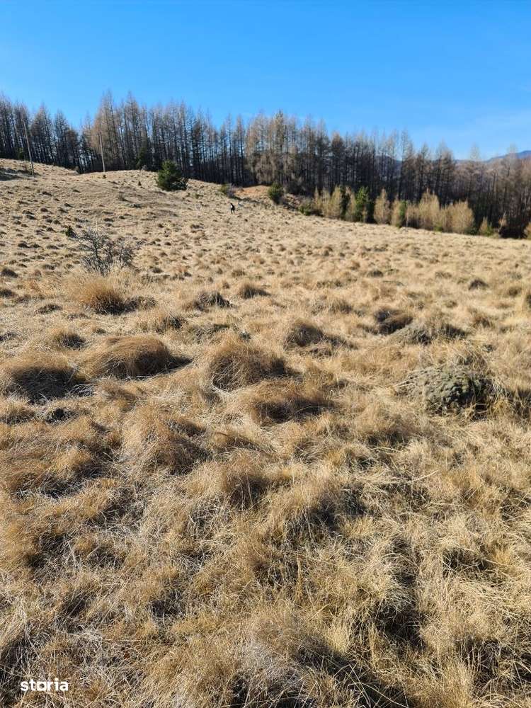 Teren pasune in zona lacului Mocearu-5
