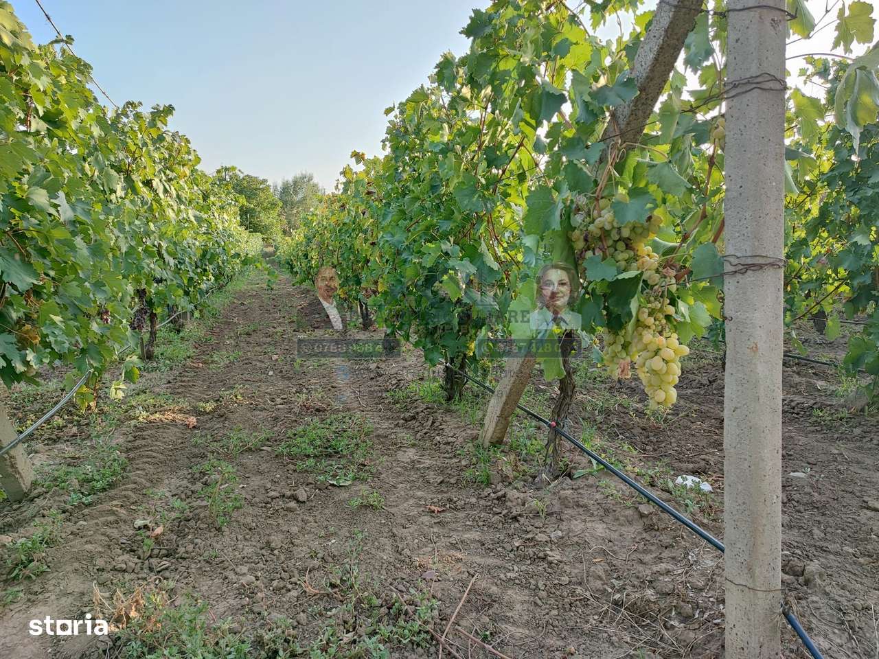 Teren intravilan Tecuci/Podgorie si Pomi Fructiferi/5000 mp - Imagine principală: 2/14