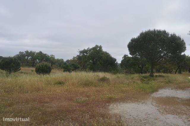 Herdade, para venda, Ponte de Sor - Foros de Arrão-8