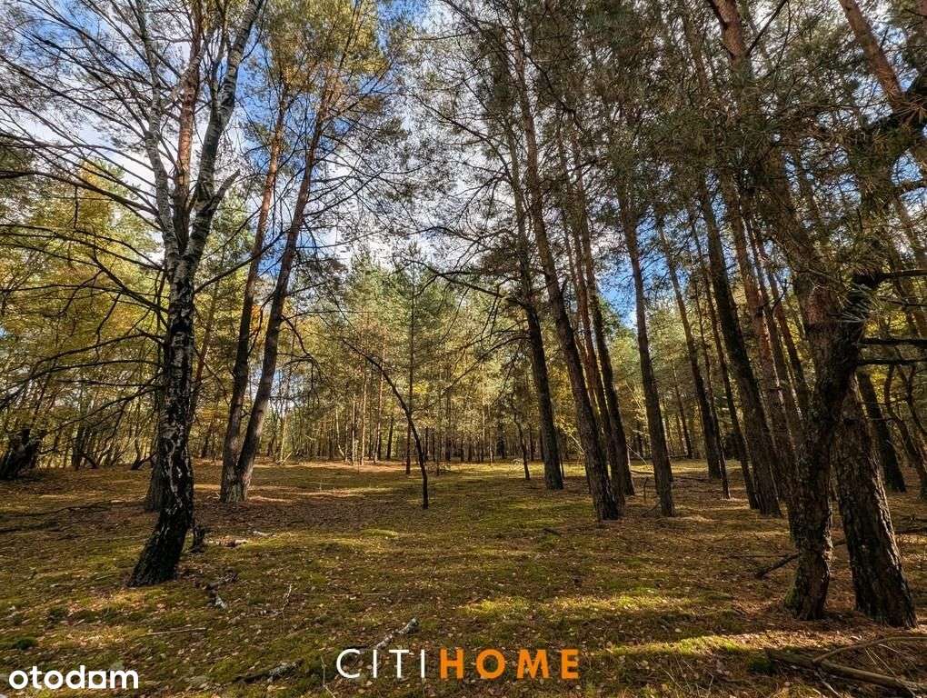 Malownicza działka siedliskowa 1,95 ha – Czarnowie-3