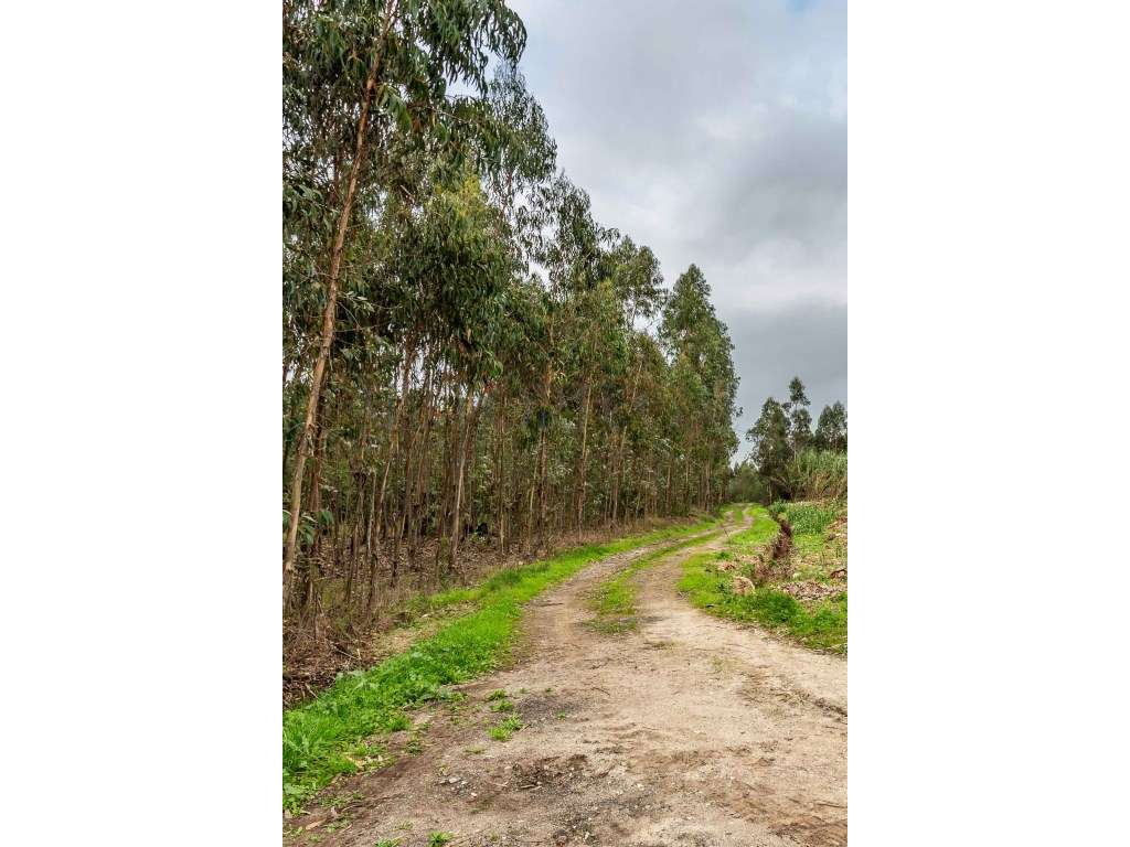 Terreno para Construção de 32.500 m² com Viabilidade Turística e In...-26