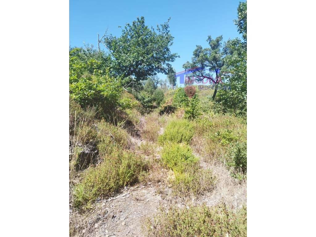 Terreno com muito potencial perto de ribeira - Grande imagem: 2/10