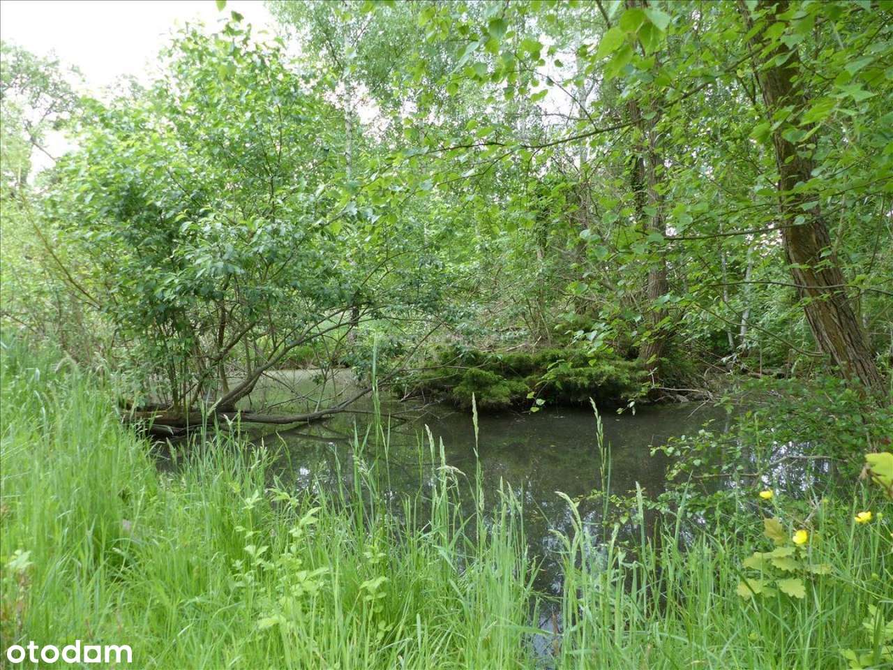 Działka blisko Pałacu -  Dzietrzychowice k/Żagania - Pełny obrazek: 4/18