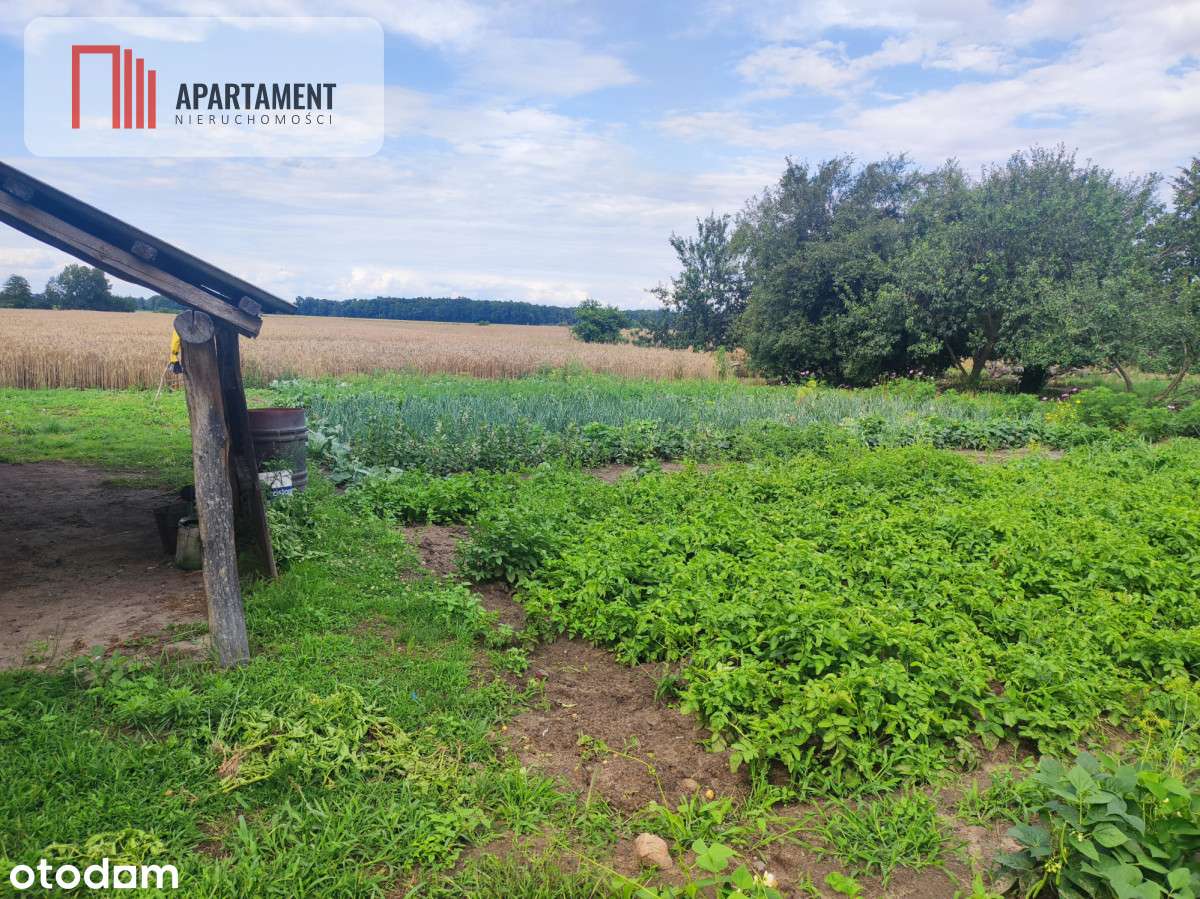 Działka rolna z dużą stodołą. - Pełny obrazek: 4/8