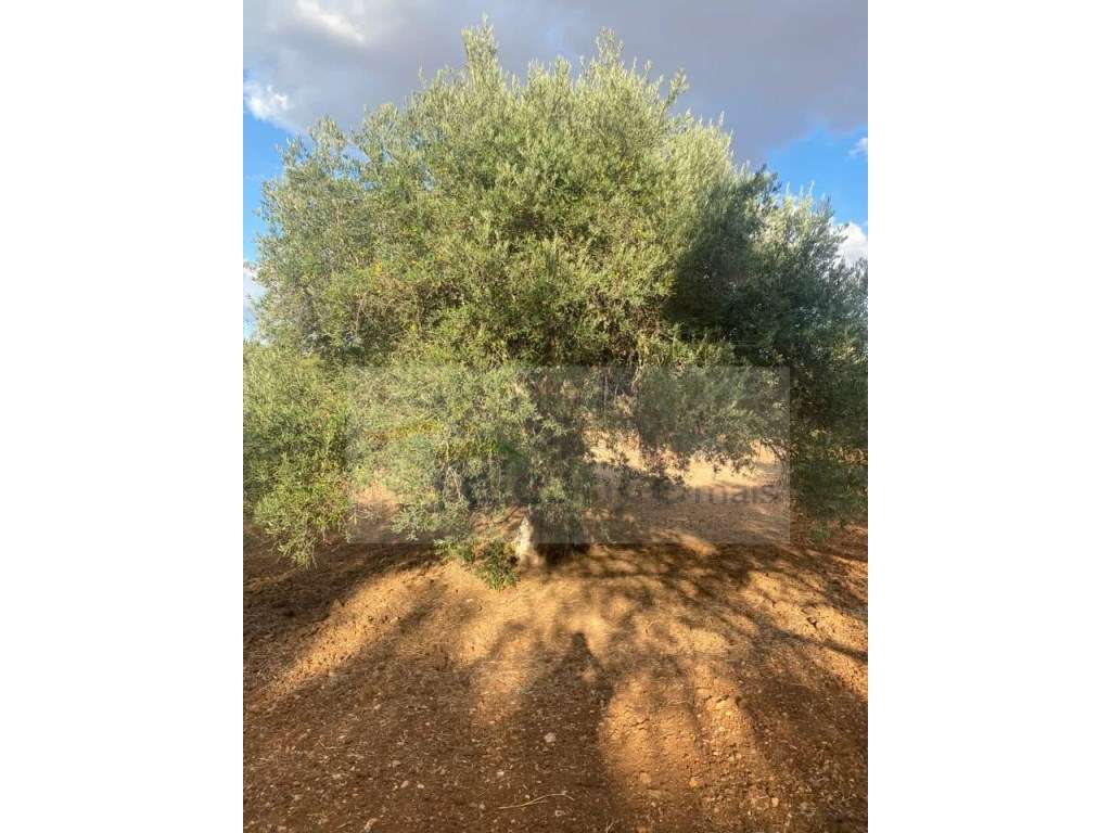 Quintinha Agricola em Vila Nova de São Bento-12
