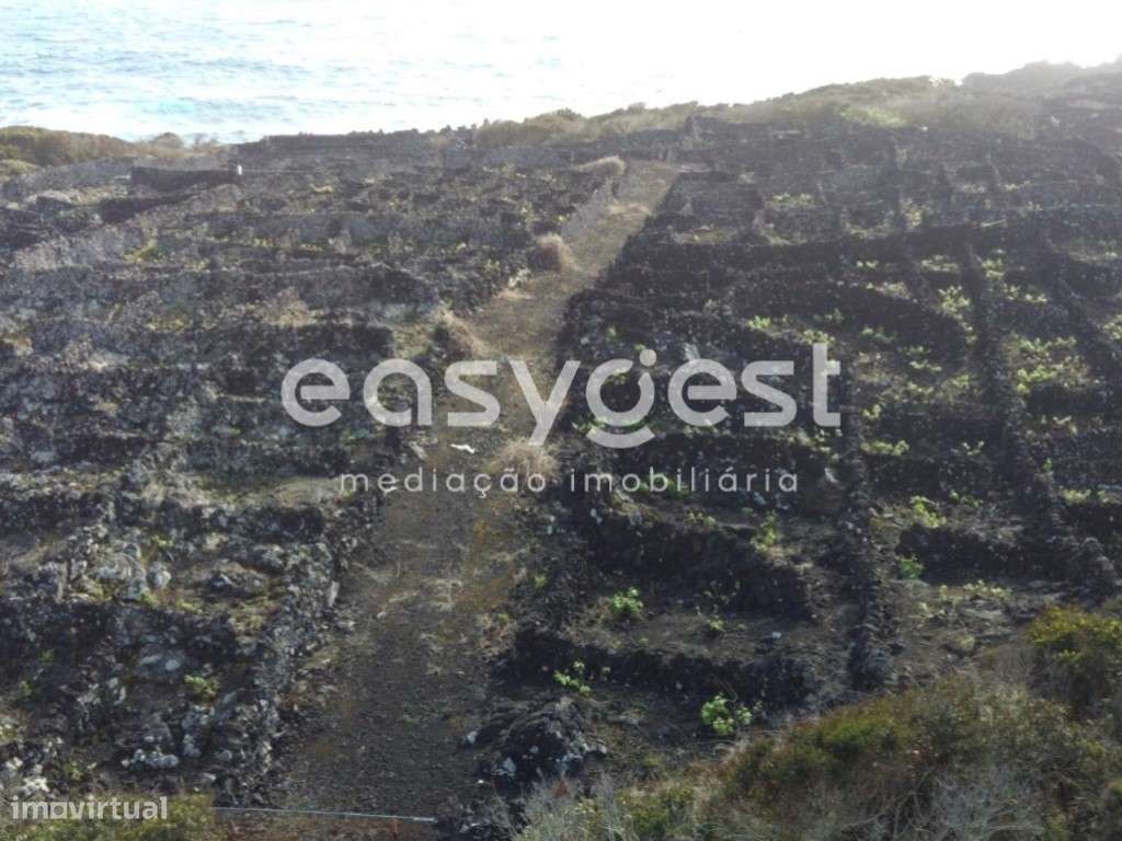 Terreno de vinha junto ao mar na zona da Mirateca na ilha do Pico - Grande imagem: 4/15
