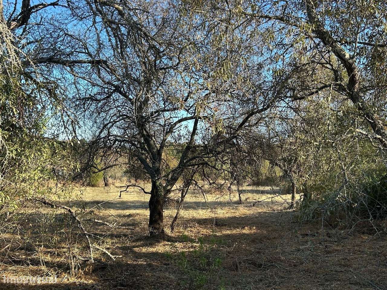 Terreno Rústico de relevo plano com 3.660m2 de área em Ribeira Baixa, - Grande imagem: 5/25