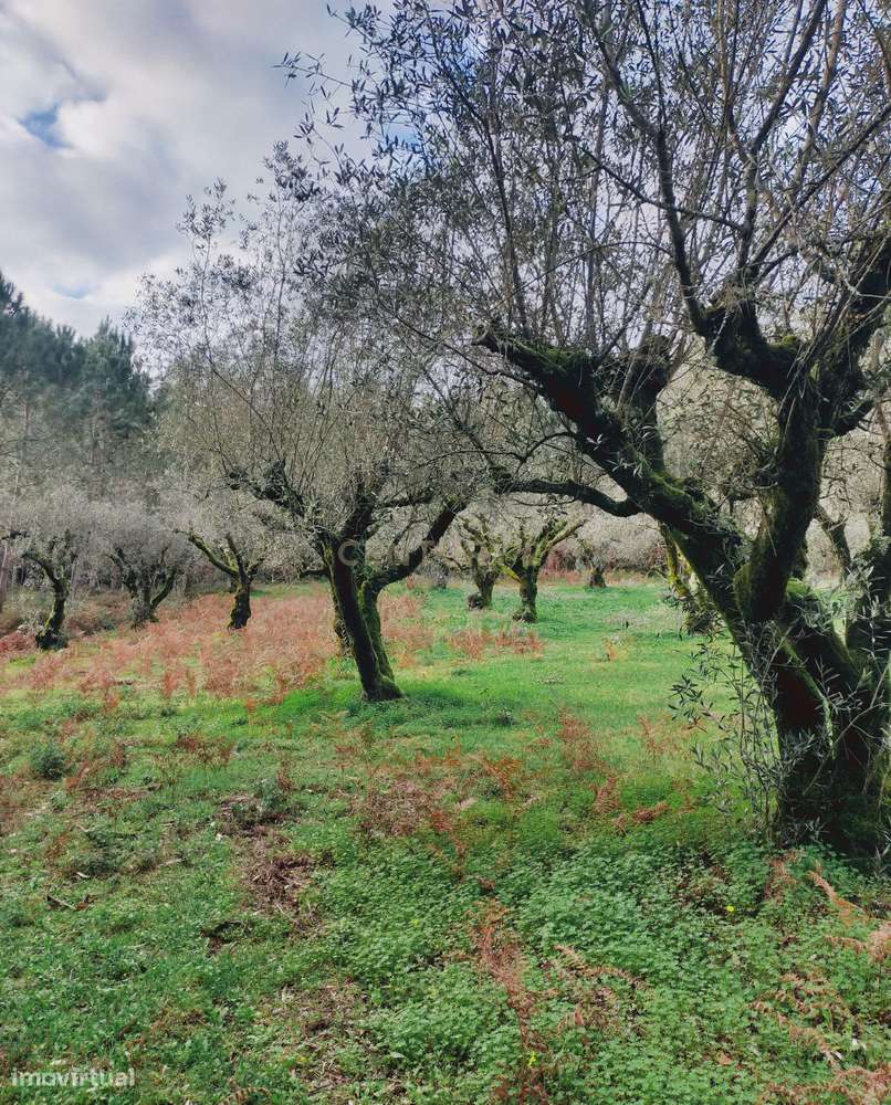 Terreno Rústico com Oliveiras, Leiria - Grande imagem: 3/12