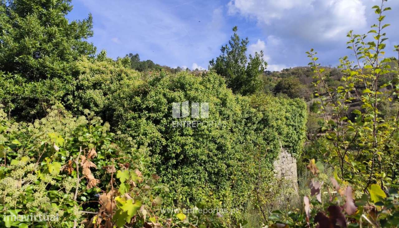 Venda Quinta, Ferreiros de Tendais, Cinfães - Grande imagem: 5/30
